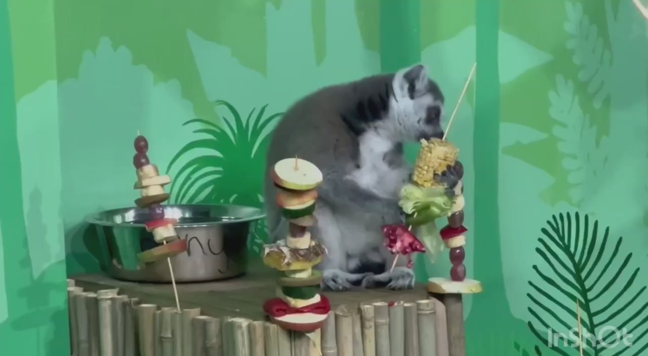 Новый павильон «Дома приматов» открылся в зоосаде Деда Мороза!