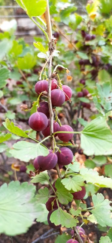 Секреты успешного урожая крыжовника: как сульфат калия может преобразить ваш сад