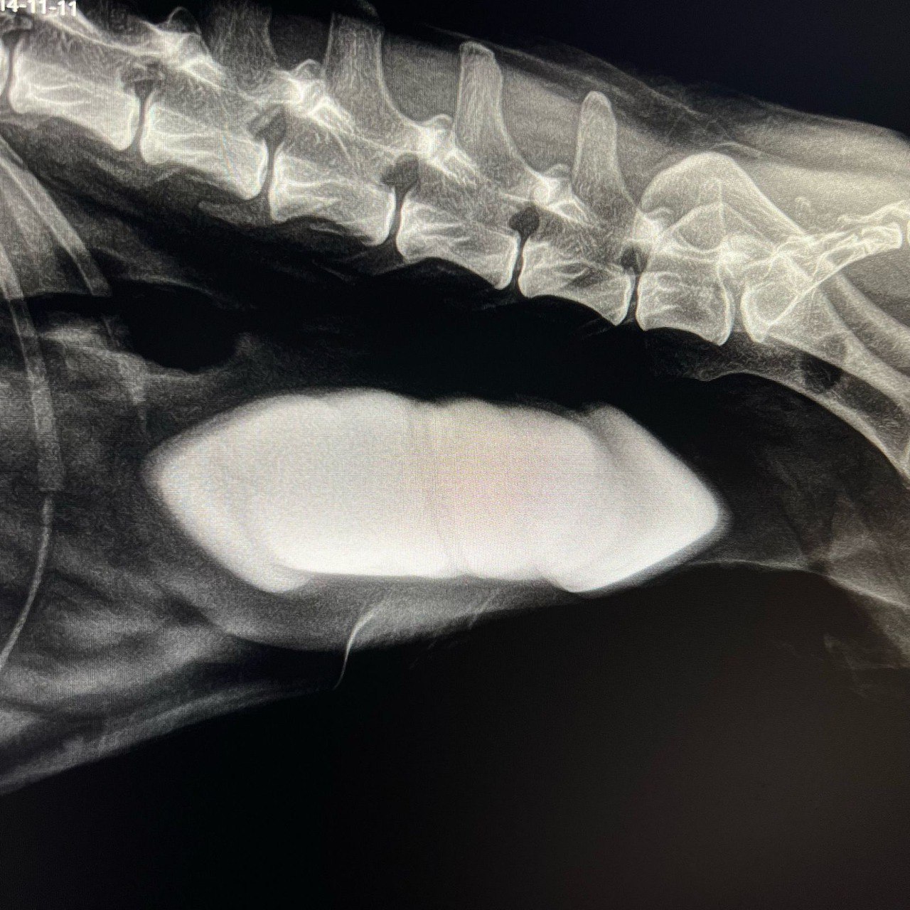 Рентген-аппарат нового поколения спас жизнь 10-летней собаке Торе! Рентген-аппарат нового поколения спас жизнь 10-летней собаке Торе!