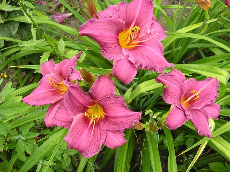 Многолетние растения для глинистых почв: как украсить сад без лишних хлопот