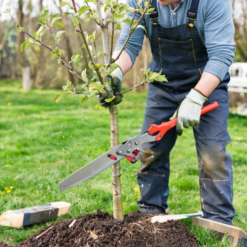 Преимущества колонновидных яблонь