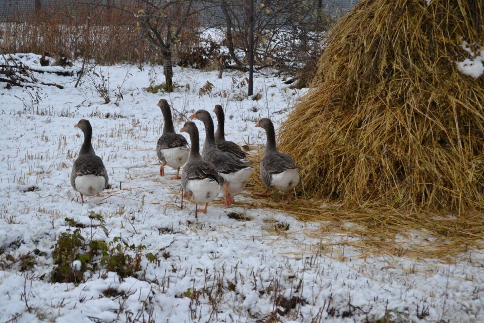 Необычное лекарство для теплицы: как сено помогает бороться с фитофторозом