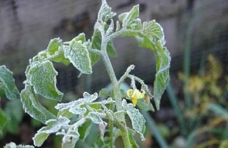 Как защитить помидоры от майских заморозков: проверенные методы спаса рассады