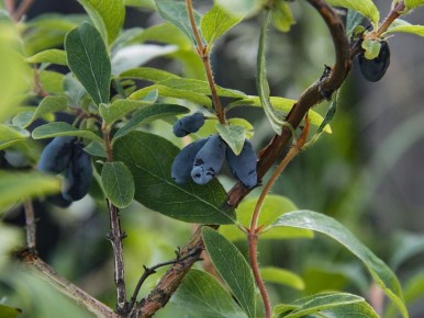 Как жимолость раскрывает свой потенциал с помощью уникального удобрения