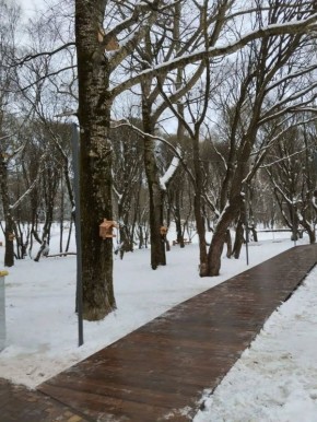 В Вологде в парке Евковка — пополнение! Теперь здесь резвятся шесть новых белок