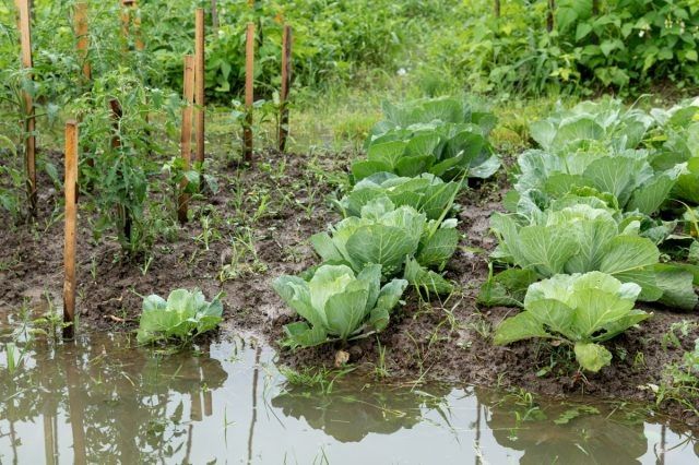 Опасности дождливого лета: как спасти урожай на огороде