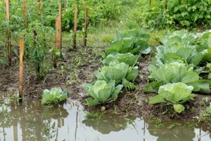 Опасности дождливого лета: как спасти урожай на огороде