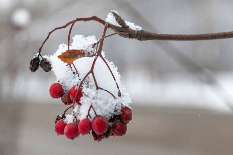 Какой будет погода в последнюю неделю ноября?