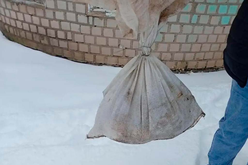 Лиса забралась в подвал детского сада в Череповце