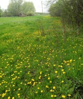 Одуванчик: маленькое солнечное чудо с множеством секретов
