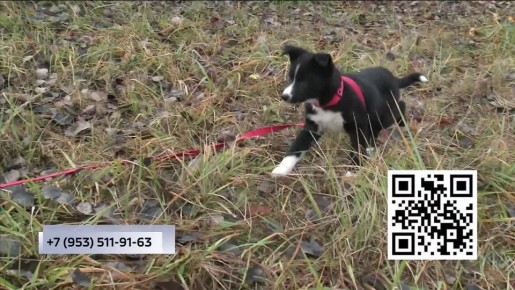 Бездомные животные ищут любящих хозяев среди вологжан