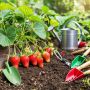 Обрезка клубники: залог будущего богатого урожая