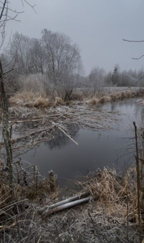 По бобровым тропинкам.... На целую инфраструктуру четвероногих лесорубов наткнулся друг нашей редакции Александр Павлов, путешествуя по Вологодской области. Оказывается, мохнатые умеют создавать не только плотины и хатки...