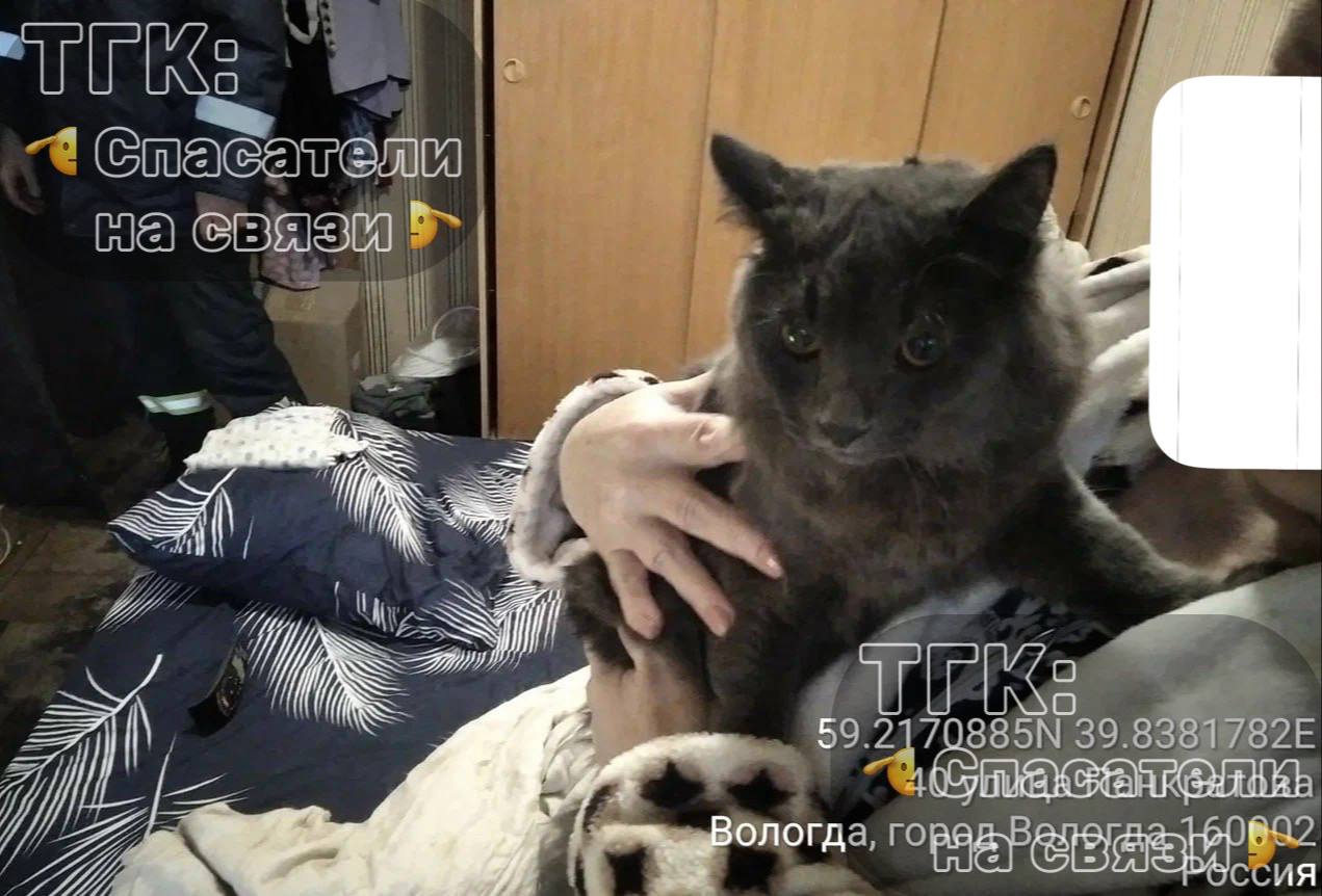 Шестимесячного котика спасли в Вологде Шестимесячного котика спасли в Вологде