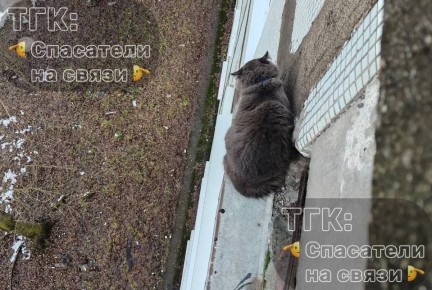 Шестимесячного котика спасли в Вологде