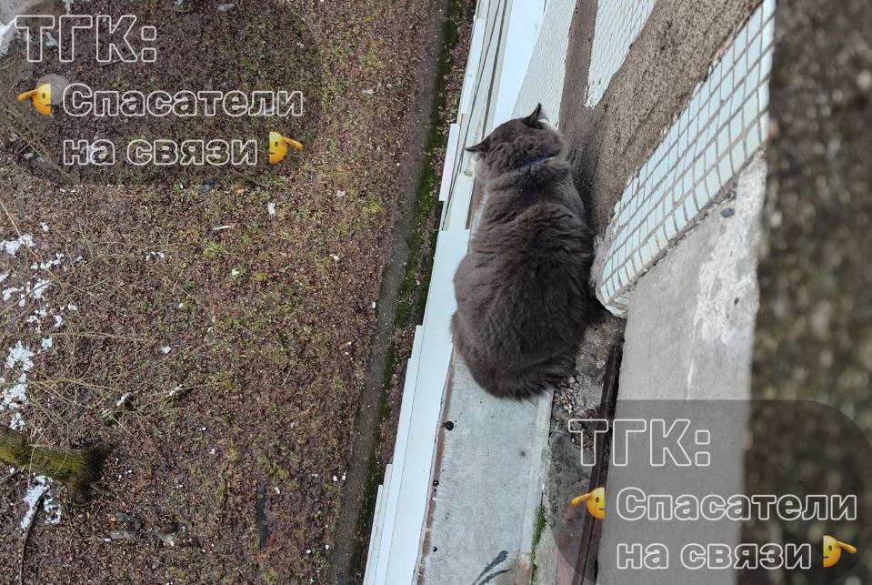 Шестимесячного котика спасли в Вологде