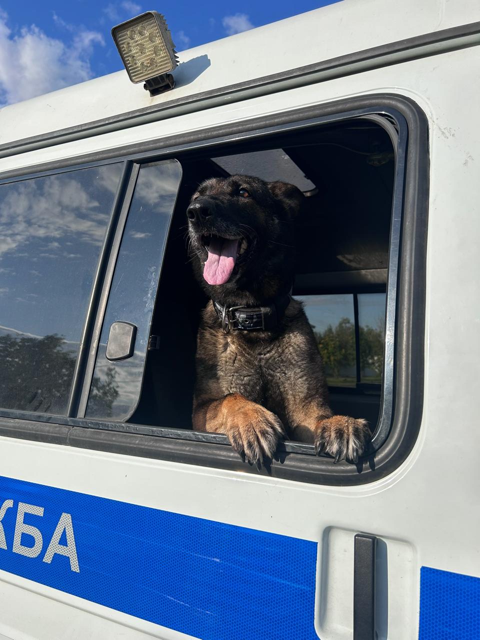 Череповецкие полицейские проводили на пенсию служебную собаку по кличке Глория Череповецкие полицейские проводили на пенсию служебную собаку по кличке Глория