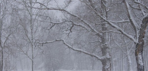 Более 15 тысяч жителей западных округов Вологодской области остались без света