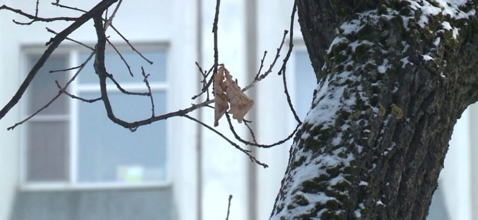 Вологжан предупредили о мокром снеге, гололедице и усилении ветра