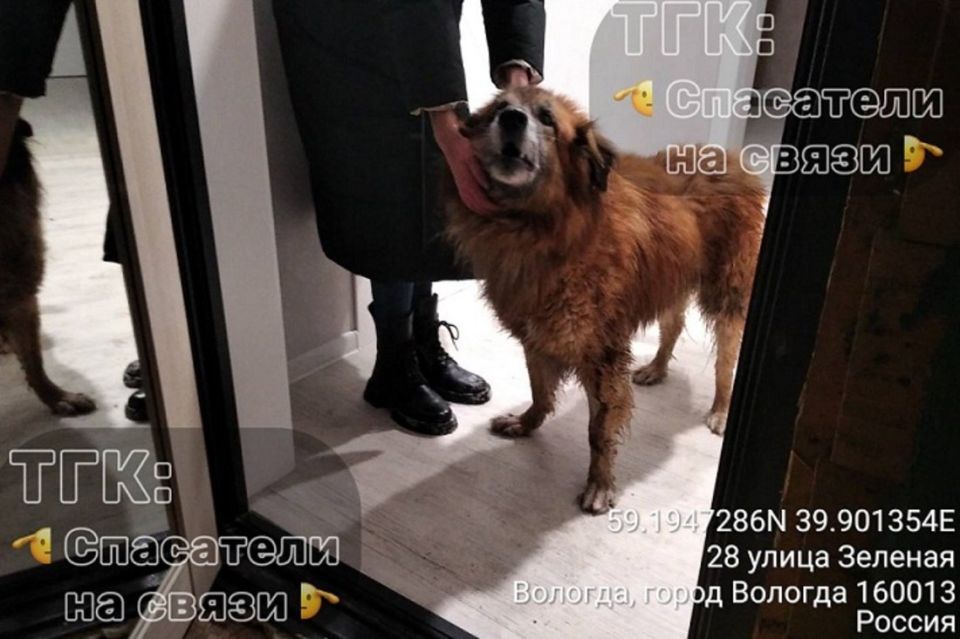 Добру быть... Провалившуюся в погреб собаку спасли в Вологде