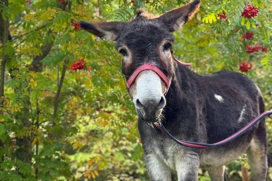 Ослик Жорик нашёл новый дом!