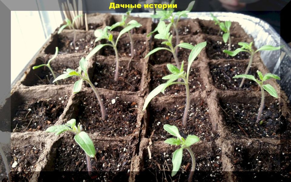 Важно знать: основные причины, почему рассада может остановить рост и как это исправить