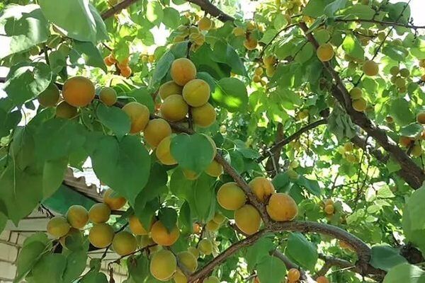 ��������� �������: ������� ��������� � ��� ������