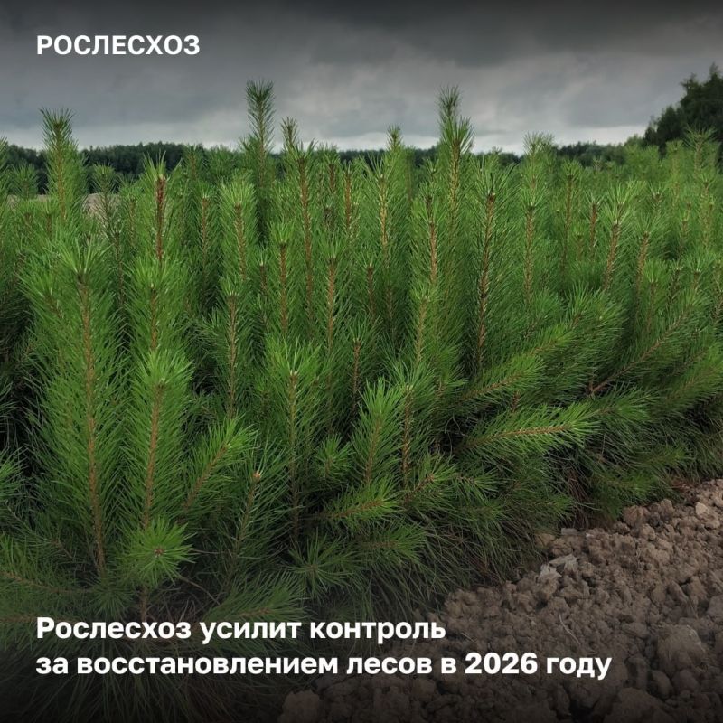 Рослесхоз регулярно проверяет качество проводимых работ по лесовосстановлению в рамках государственного мониторинга лесов, а также на основании обращений граждан