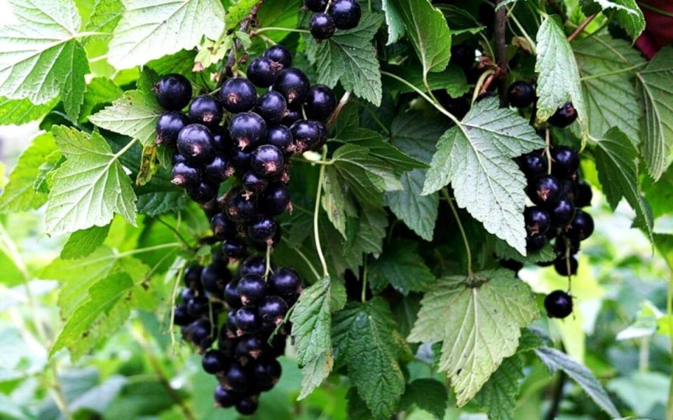 ������ �� �������: ����� �������� ����� ������� �������� �� ������ ���������