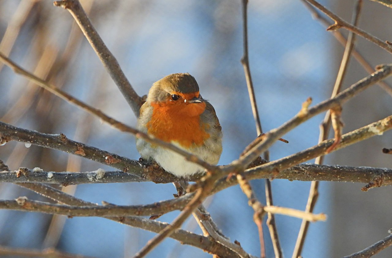 В Нюксенице местные жители стали свидетелями уникального события: на кормушке у семьи Рыжовых зимует зарянка — птица, обычно улетающая на юг!