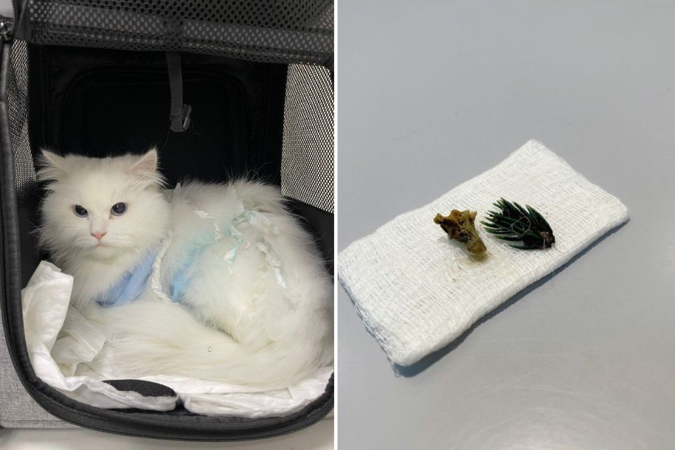 ���������� ���������� ���� �� ������ ����� ���������� ���� �� �������