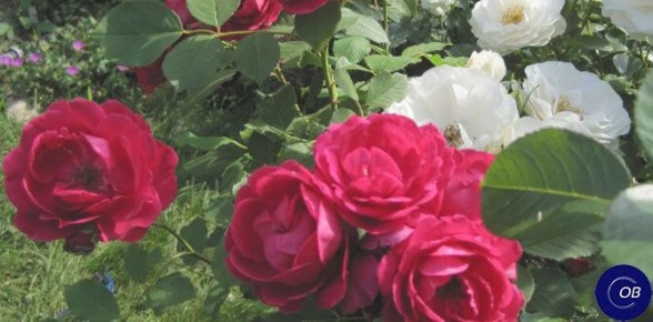 ��� �������� �������� ��� ������ ����� �������� � ���� ������