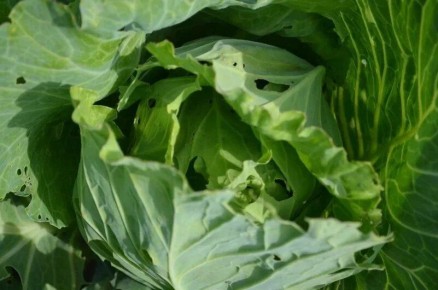 ��� ���������� � ��������� �� �������: ������� � �������