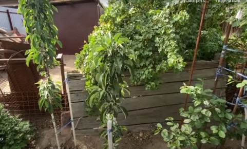 Уязвимость колоновидных яблонь и что с этим делать