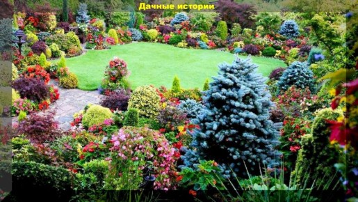 Важные рекомендации по соседству растений в саду