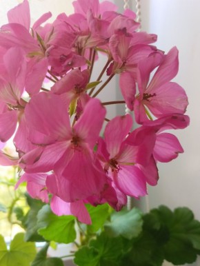 ��� ���������� ������ ������������ ��������: ������� ������ ������