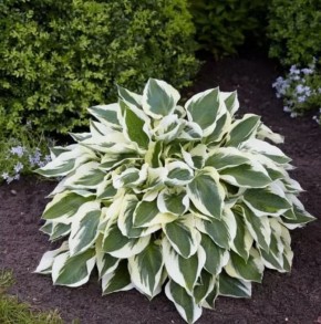 ��� �������� ������� ������ � �������� ����: ������� ��������� ����������