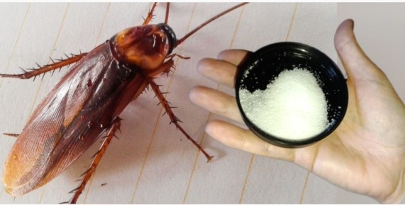 Устранение тараканов: как навсегда избавиться от непрошеных гостей в доме