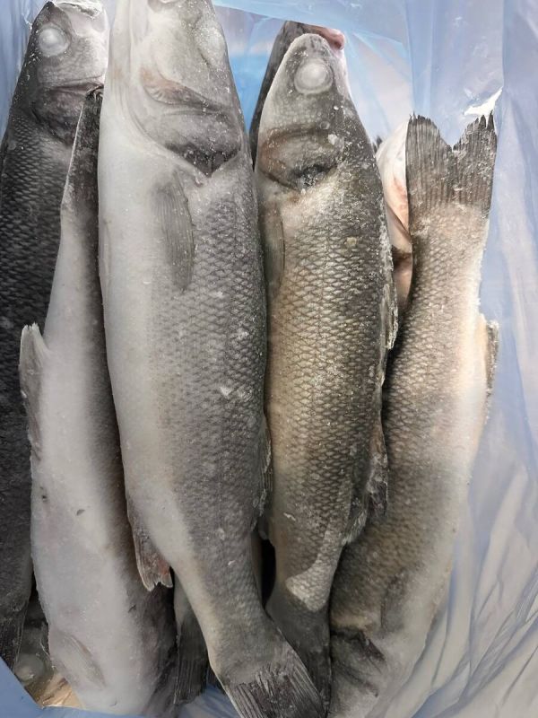 ����� �� 1150 ������: ����, ������� ����������� ������