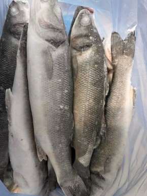 ����� �� 1150 ������: ����, ������� ����������� ������