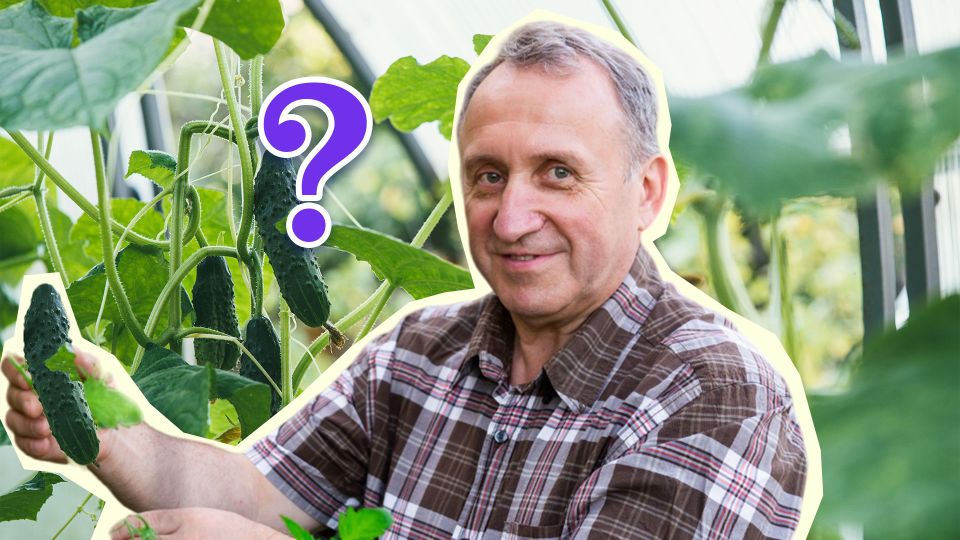 ���� ���� ������� ������� ��� ������� � �����: ������ �������� ������ �������