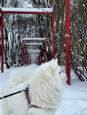 Днём -8° -13°, небольшой, местами умеренный снег