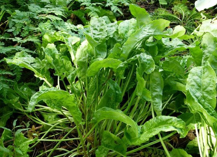 ��� ������ ����� ����� ������� ������ �������: ������ �������� ��� ���������