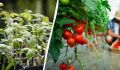 Когда сажать томаты в теплицы и парники