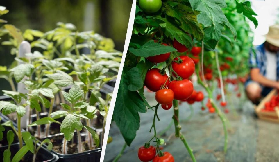 Когда сажать томаты в теплицы и парники