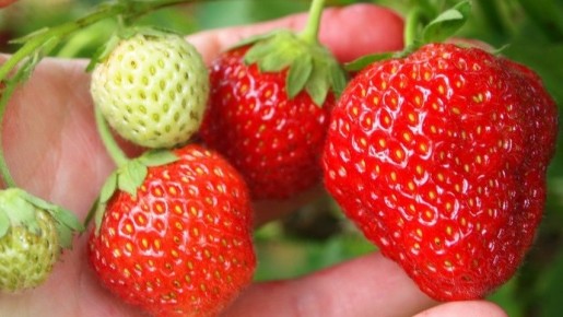 ��� �������� �������� ������ ��������: ������� ��������� �����