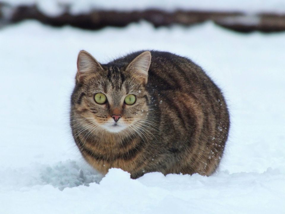 ���� �� ������� -6� -8�, ��������� ����