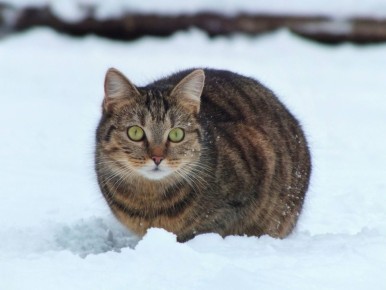 ���� �� ������� -6� -8�, ��������� ����