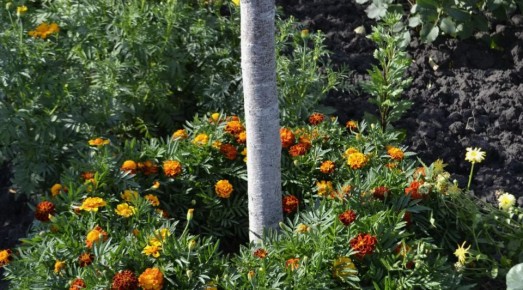 ��������: ������� ������� ���������� ��� ������ �������