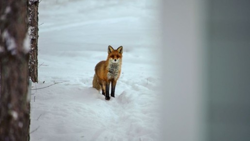 ���� �� ������� -1� -6�, ��������� ����